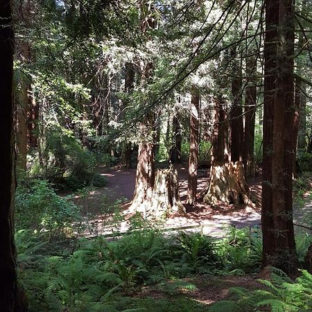 Emerald Forest Cabins Trinidad Chambre photo