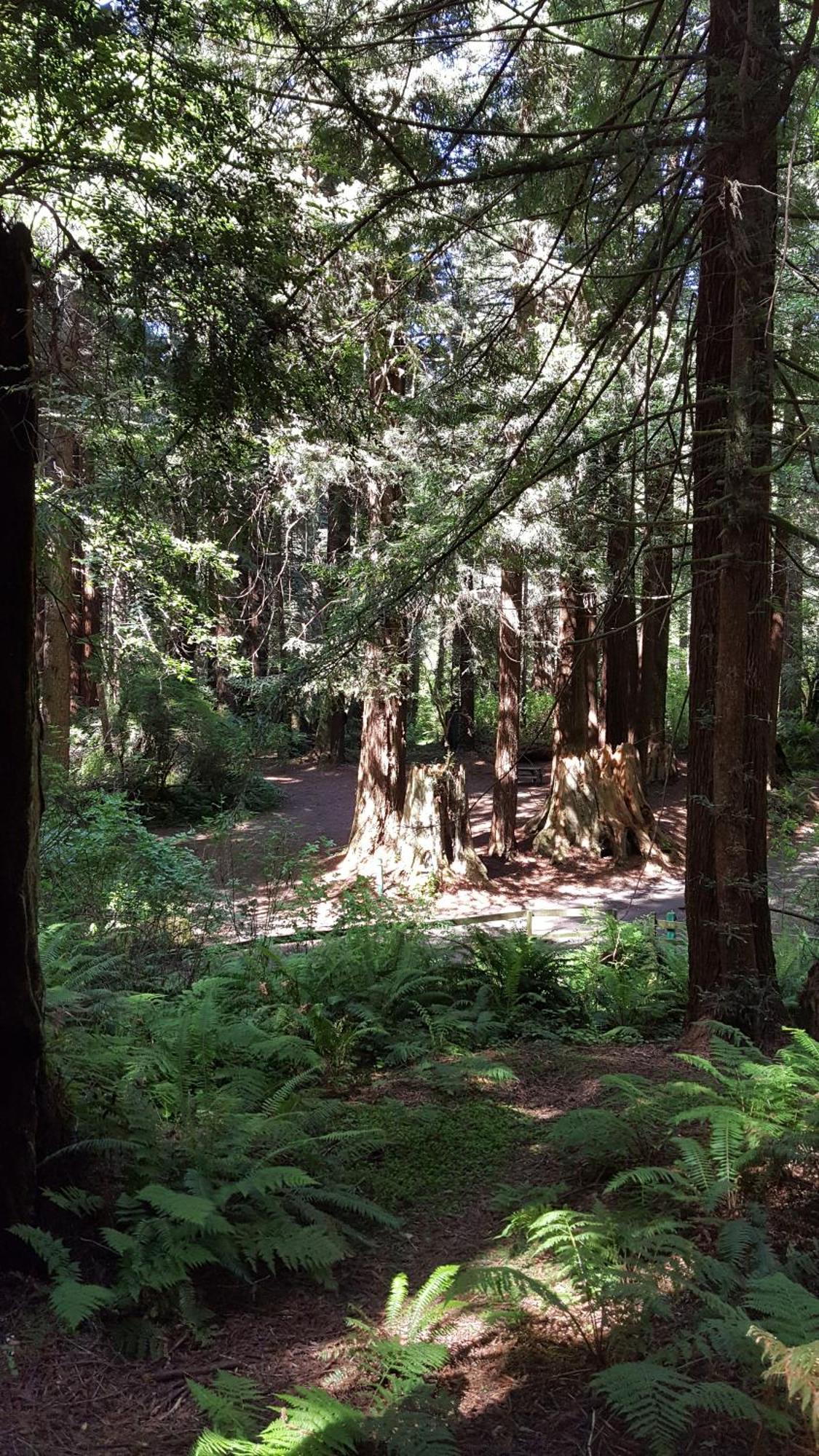 Emerald Forest Cabins Trinidad Chambre photo