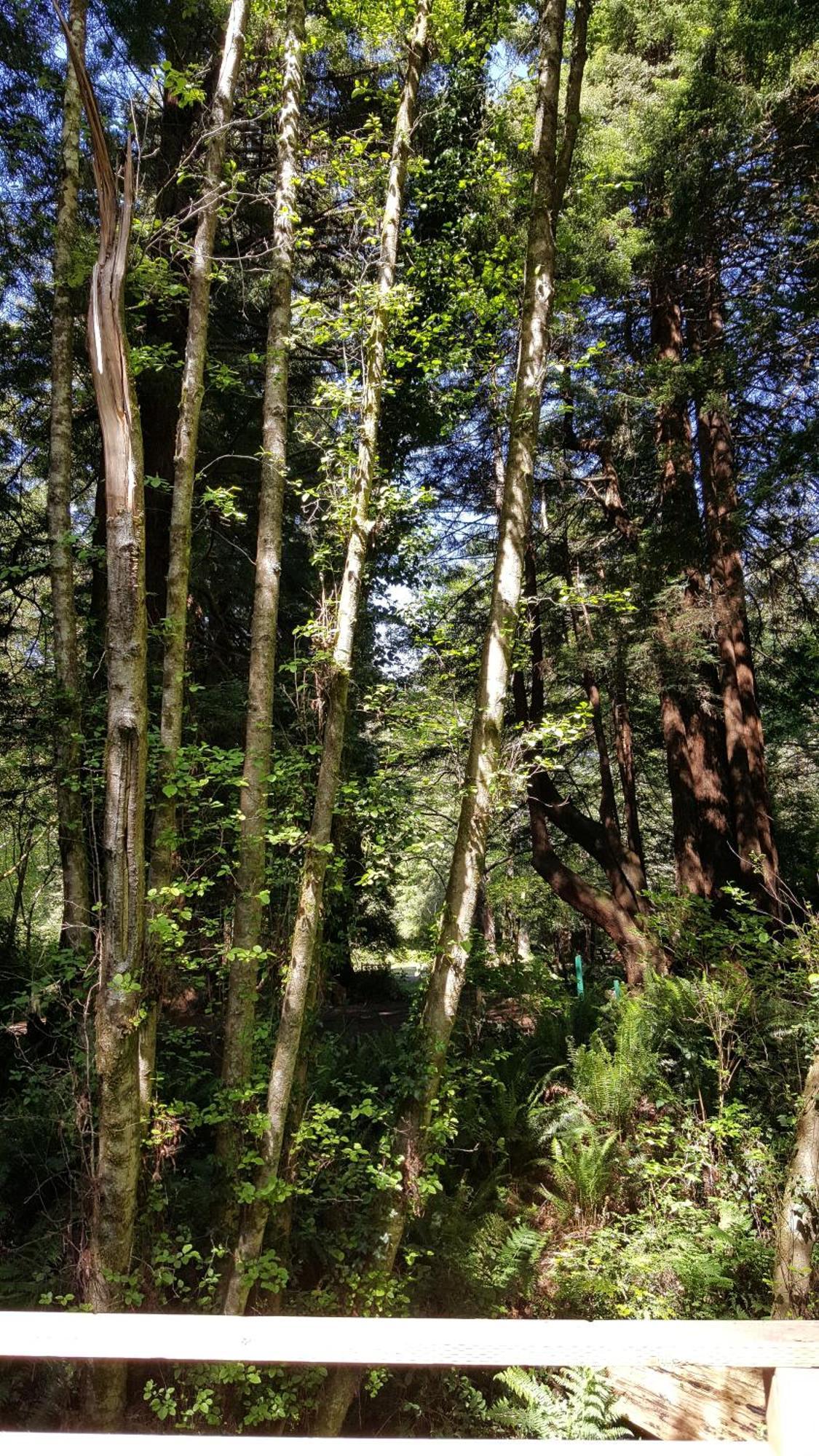 Emerald Forest Cabins Trinidad Chambre photo