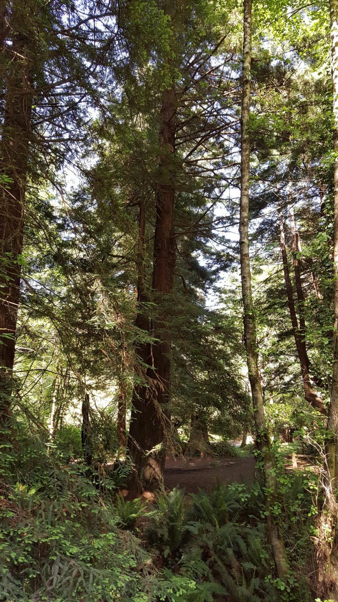 Emerald Forest Cabins Trinidad Chambre photo