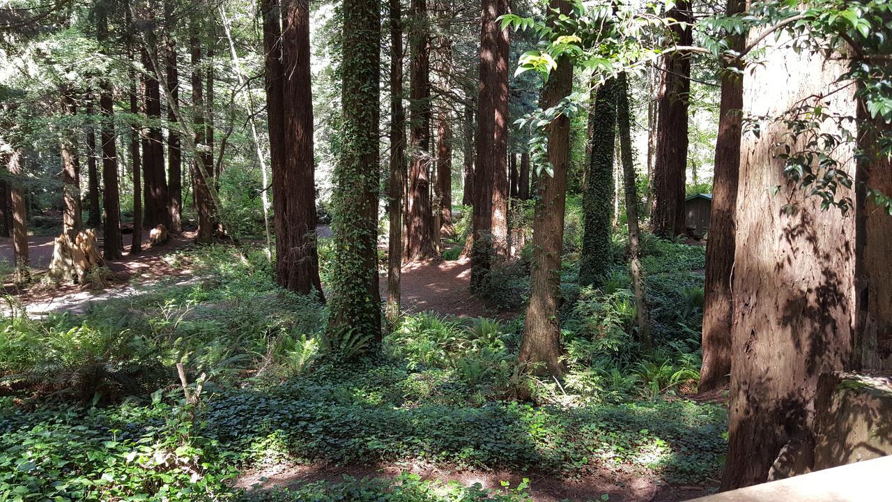 Emerald Forest Cabins Trinidad Extérieur photo
