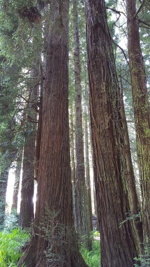 Emerald Forest Cabins Trinidad Chambre photo