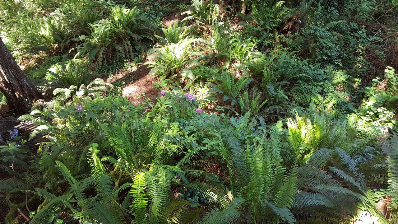 Emerald Forest Cabins Trinidad Chambre photo